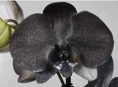 Black Orchid