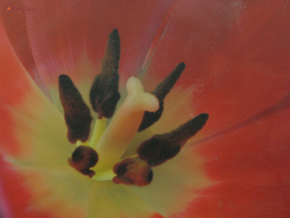 Средние подставки под горячее "Ночные тюльпаны", 6 шт. - фото 2