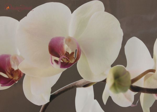 Большие подставки под горячее "Гармония орхидей", 4 шт. - фото 2