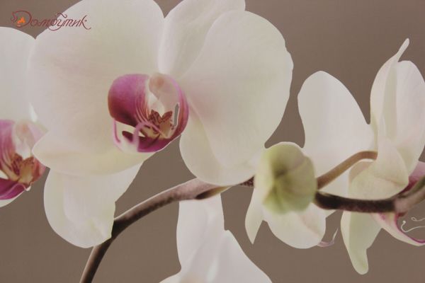 Поднос-подушка "Гармония орхидей" - фото 2