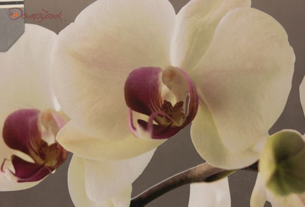 Средние подставки под горячее "Гармония орхидей", 6 шт. - фото 2