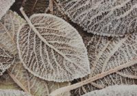 Средние круглые подставки под горячее "Морозная листва", 4 шт. - фото 3